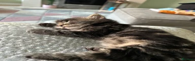 Domestic longhair Kitten 1