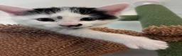 Mixed Breed cats for sale: Black and White Inkblot Male Kitten - Advert 6