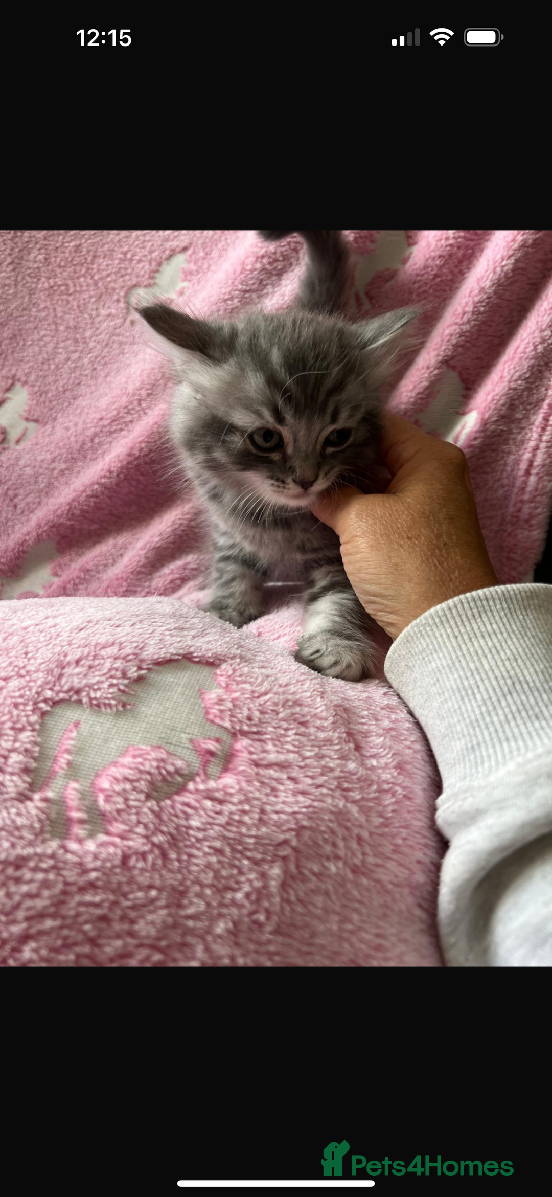 Mixed Breed cats for sale: Ragdoll X Scottish Fold  - Image 3