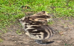European cats for sale: Beautiful, friendly and playful kittens - Image 14