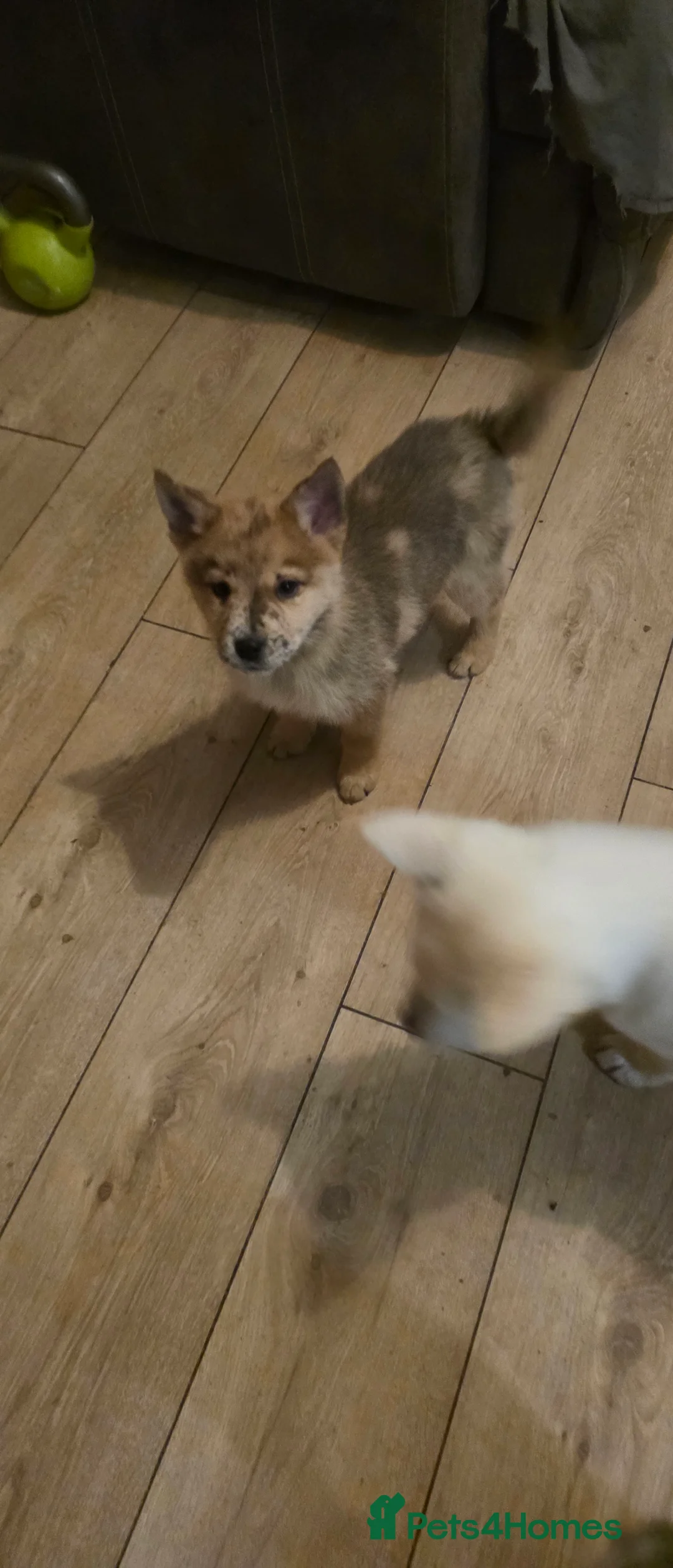 Mixed Breed dogs for sale: Adorable Merle Chowski's for sale  - Advert 28