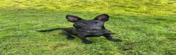 Belgian Shepherd Dog dogs for sale: Storm - Advert 1
