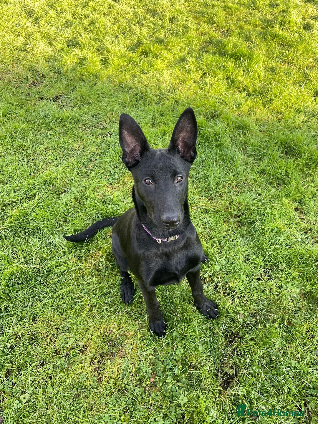 Belgian Shepherd Dog dogs for sale: Storm - Advert 1