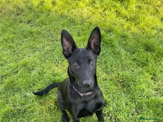 Belgian Shepherd Dog dogs Storm - Advert 1