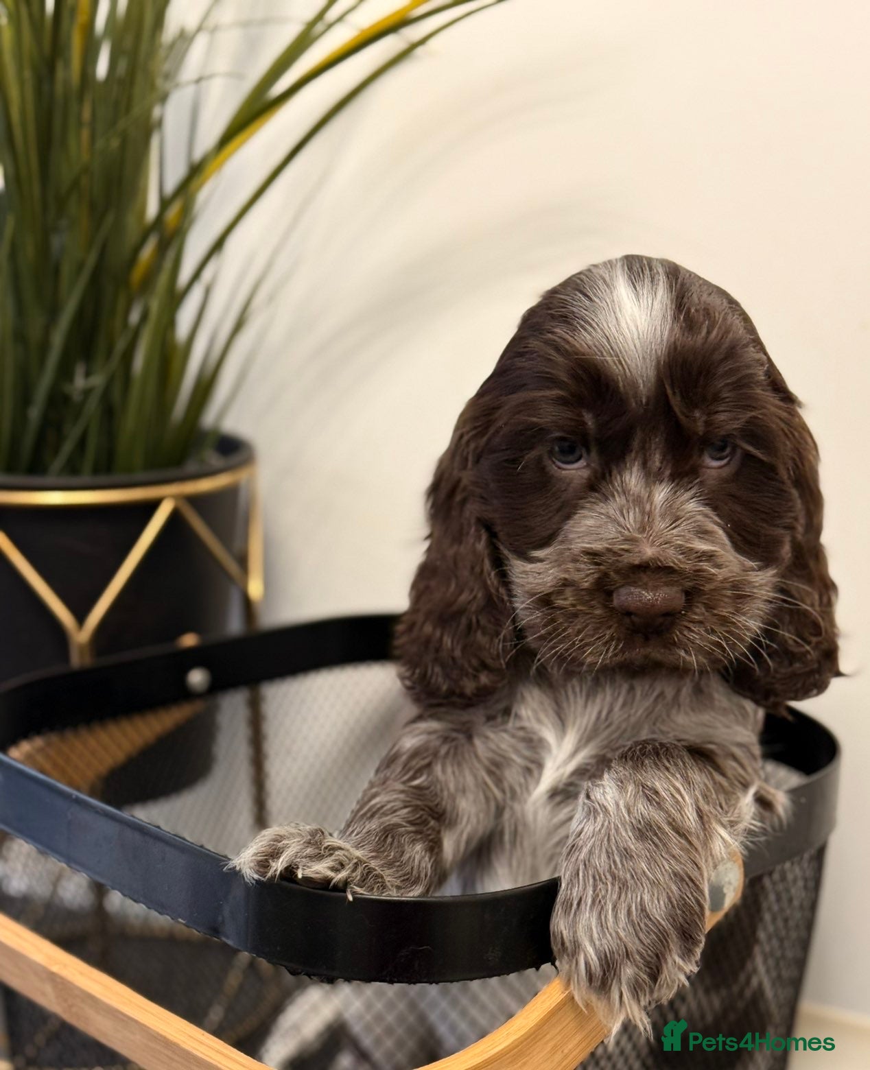 Cocker Spaniel dogs Show type cocker spaniels  - Advert 5