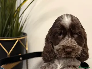 Cocker Spaniel dogs Show type cocker spaniels - Advert 5