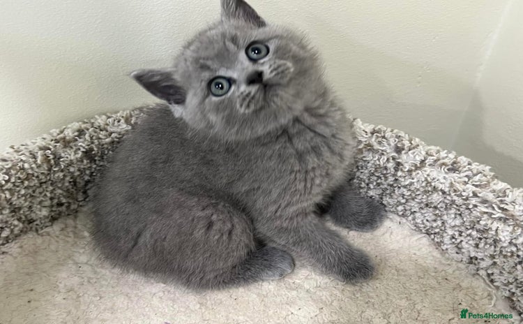 British Shorthair cats - Advert 11