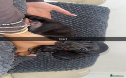 Miniature Dachshund dogs for sale: Miniature dachshunds - Image 11