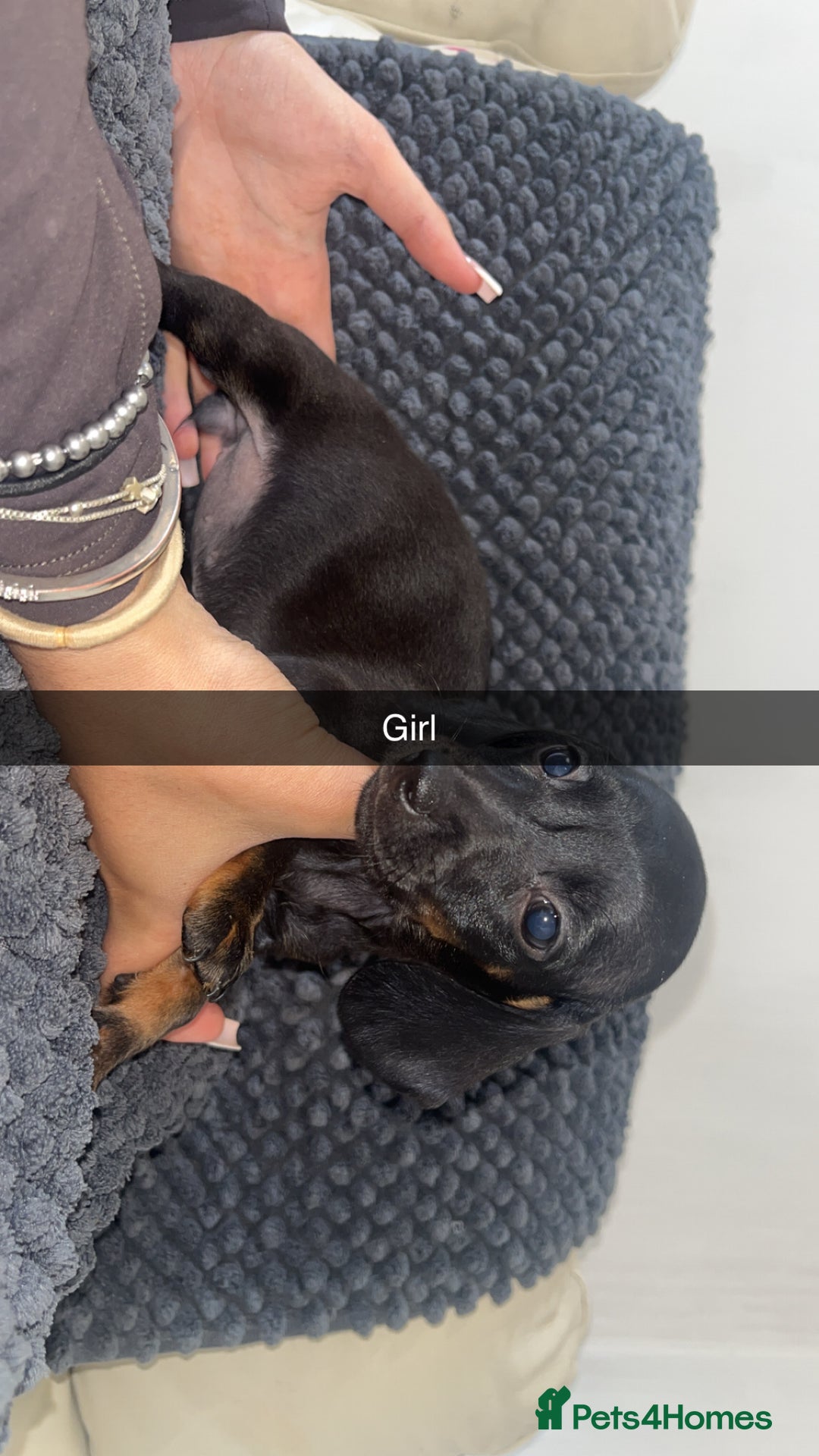 Miniature Dachshund dogs for sale: Miniature dachshunds - Image 11