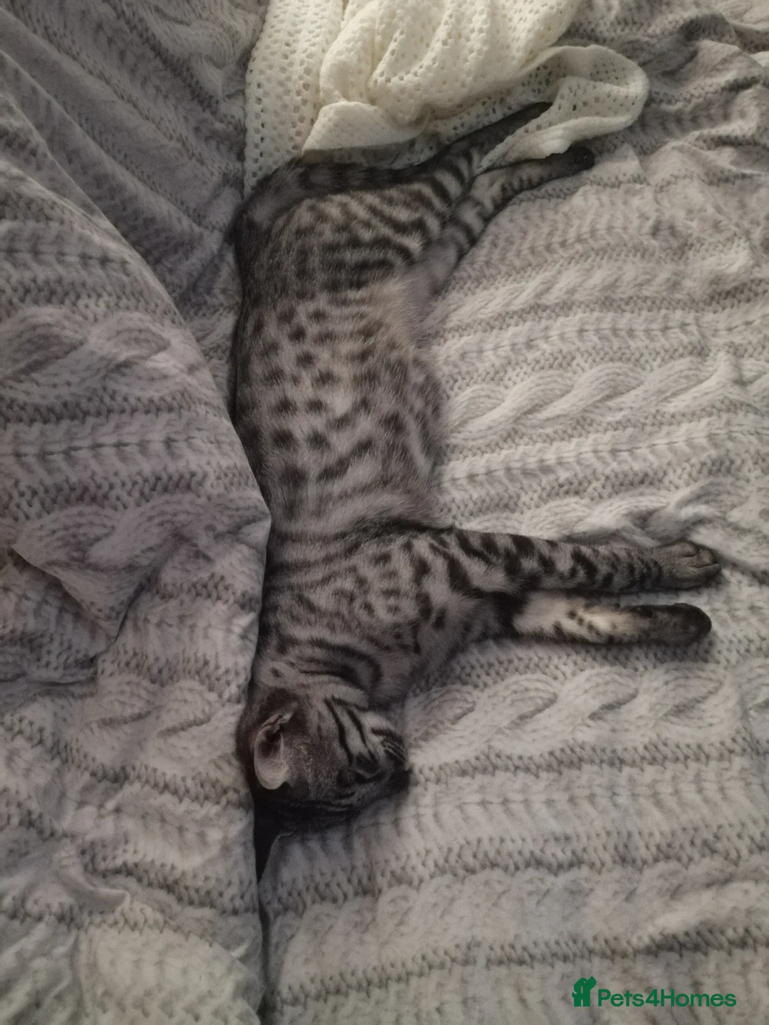 Savannah cats for stud:  silver spotted in Wickford - Advert 5