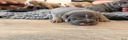 English Bulldog dogs for sale: Kc reg Incredible litter health tested Parents  - Advert 13