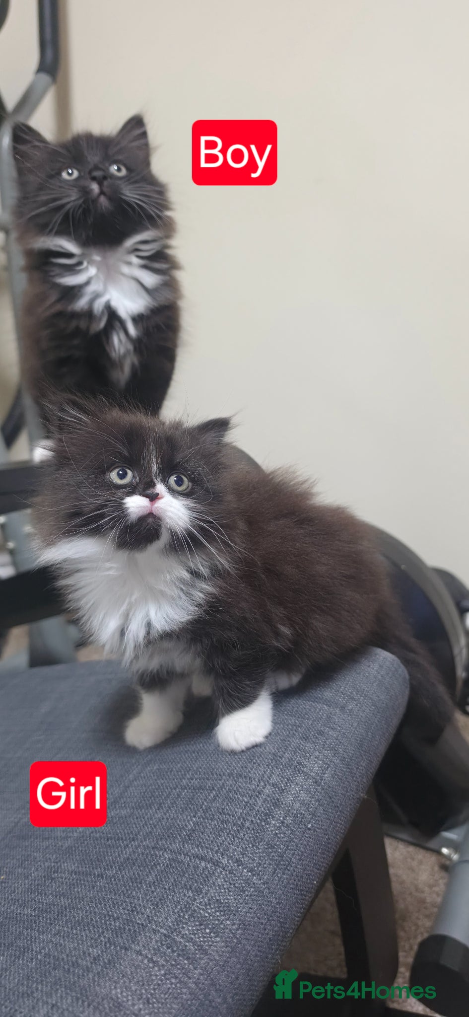 Mixed Breed cats for sale: Lovely Persian Mix kittens - Advert 1