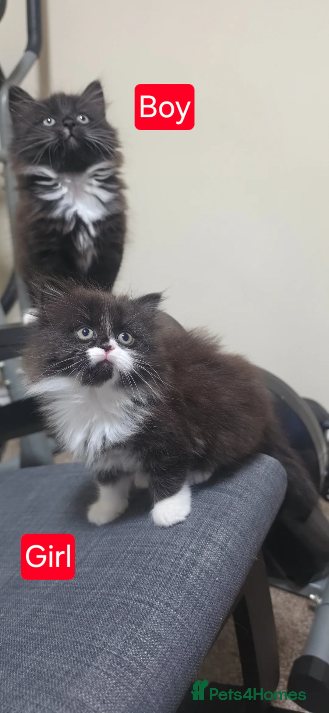Mixed Breed cats for sale: Lovely Persian Mix kittens in Liverpool - Advert 1