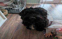 Cockapoo dogs for sale: Cockapoo male 8 months old - Advert 5