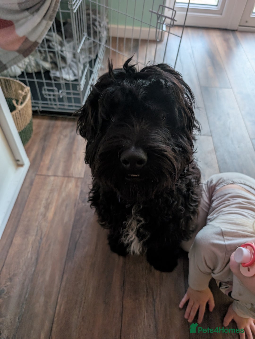 Cockapoo dogs for sale: Cockapoo male 8 months old - Advert 5