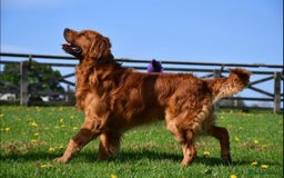 Golden Retriever dogs for sale: Kc registered Golden Retriever puppies available  - Image 17