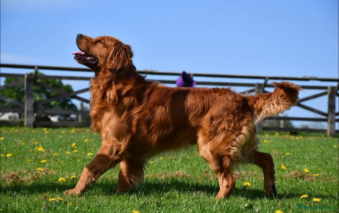 Golden Retriever dogs for sale: Kc registered Golden Retriever puppies available  - Image 17