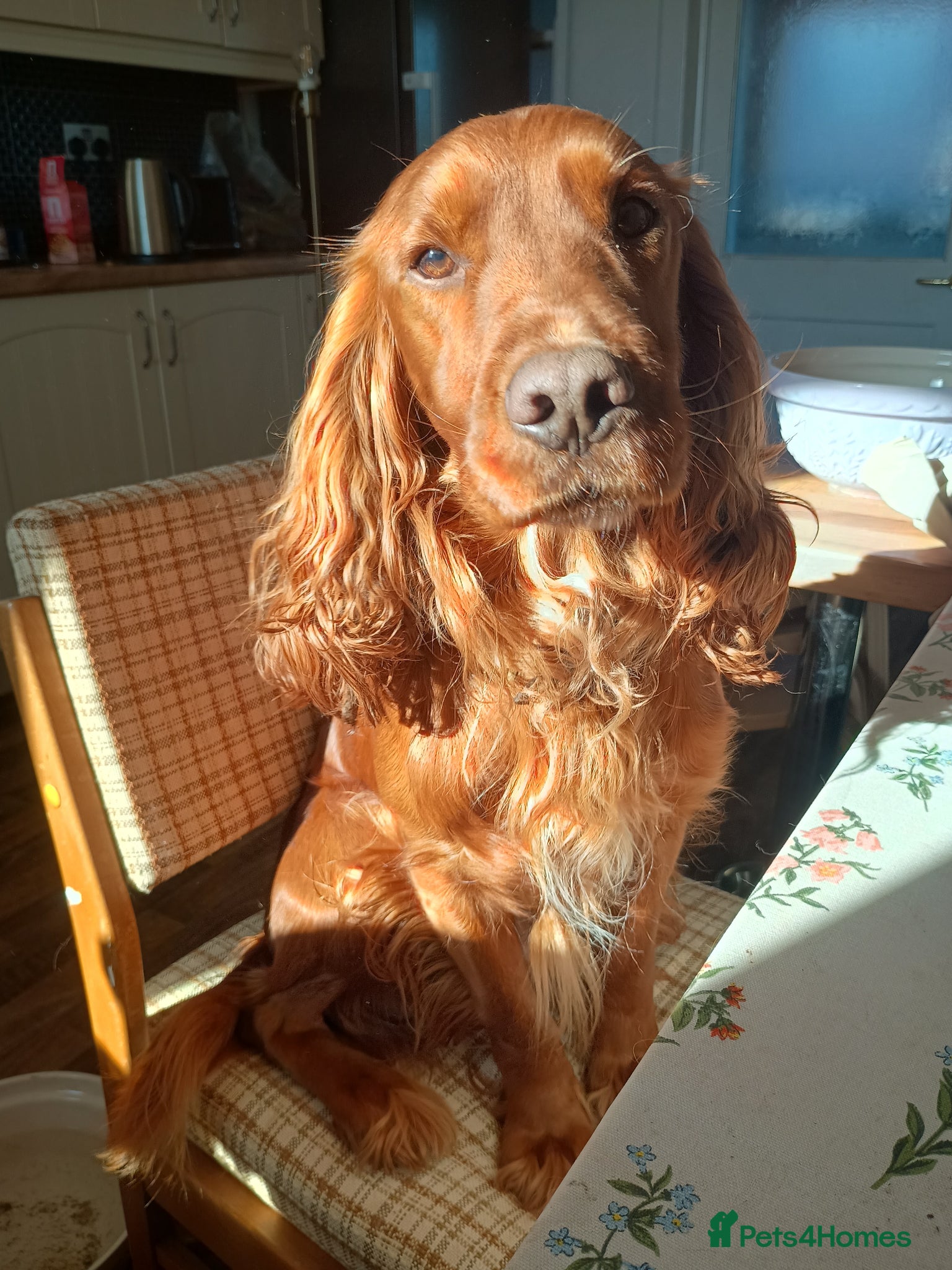Cocker Spaniel dogs Well trained, loyal, cocker spaniel boy - Advert 1
