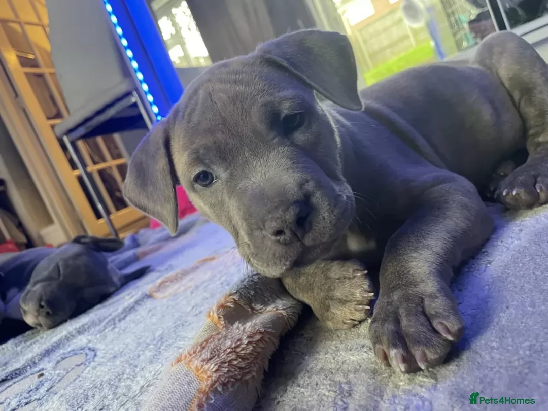 Staffordshire Bull Terrier dogs for sale: Staffordshire Bull Terrier Puppies Awaits in Motherwell - Advert 21