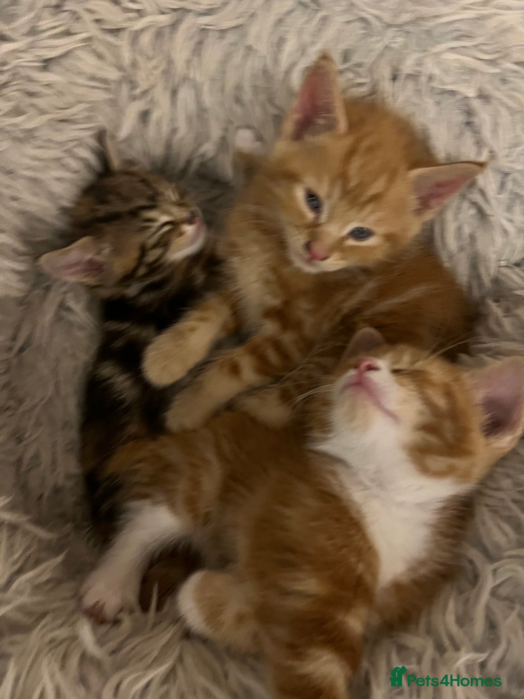 Mixed Breed cats for sale:  Beautiful Kittens for Sale – 2 Boys & 2 Girls 🐾 - Image 18