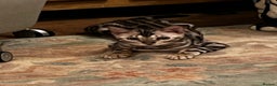 Bengal cats for sale: Stunning Silver Rosetted Male Bengal Kitten - Advert 4