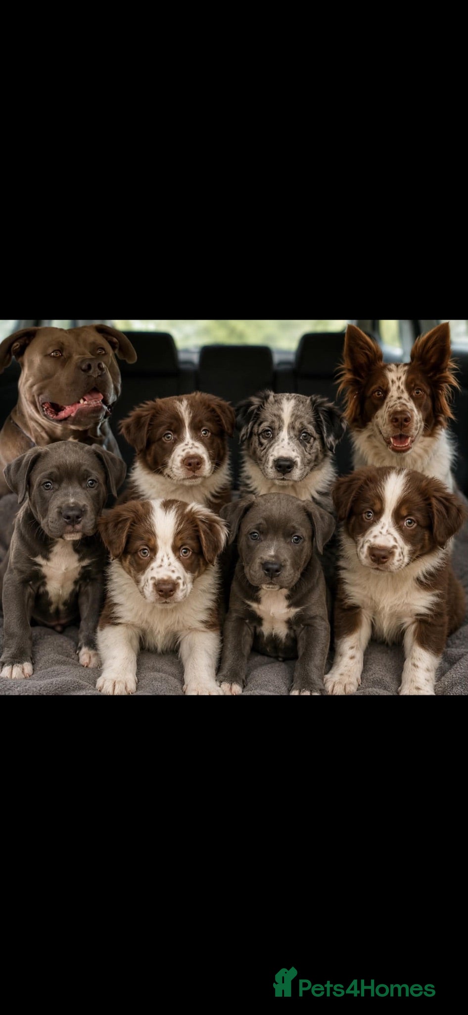 Mixed Breed dogs Beautiful Border Collie x American Bully pups - Advert 17