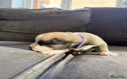 Siberian Husky dogs for sale: Husky puppies for sale - Image 5