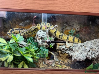 Python Snake reptiles Female ball python - Advert 1