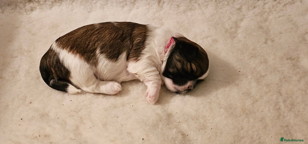 Lhasa Apso dogs for sale: Stunning pedigree Lhasa Apso Puppies - Advert 14