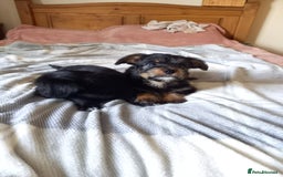 Mixed Breed dogs for sale: 💞 Beautiful Yorkie Russel Puppies 💞 - Image 16