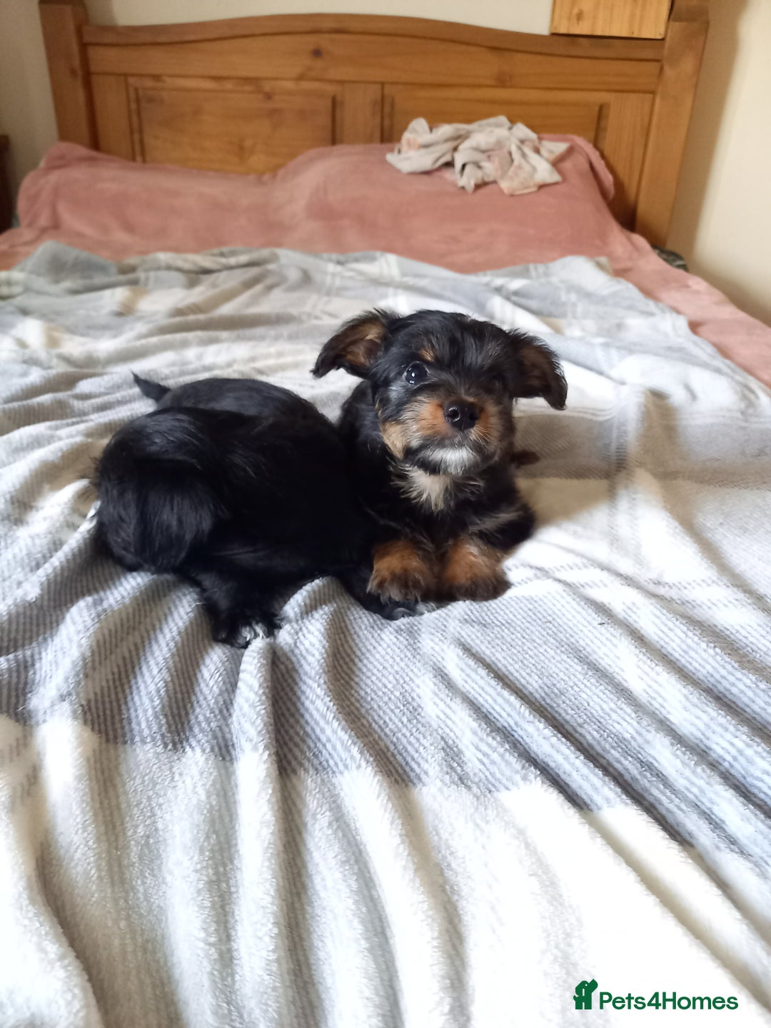 Mixed Breed dogs for sale: 💞 Beautiful Yorkie Russel Puppies 💞 - Image 16