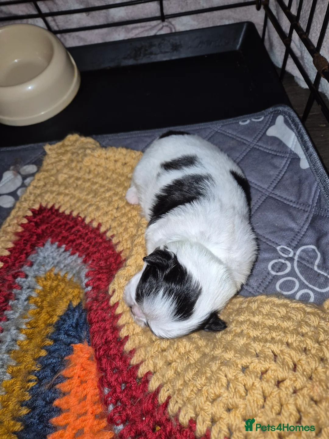 Malshi dogs for sale: 2 female malshi pups  - Advert 4