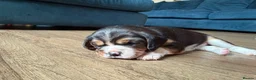 Beaglier dogs for sale: 🐾 Millie’s Beautiful Second & Final Litter 🐾 - Advert 20