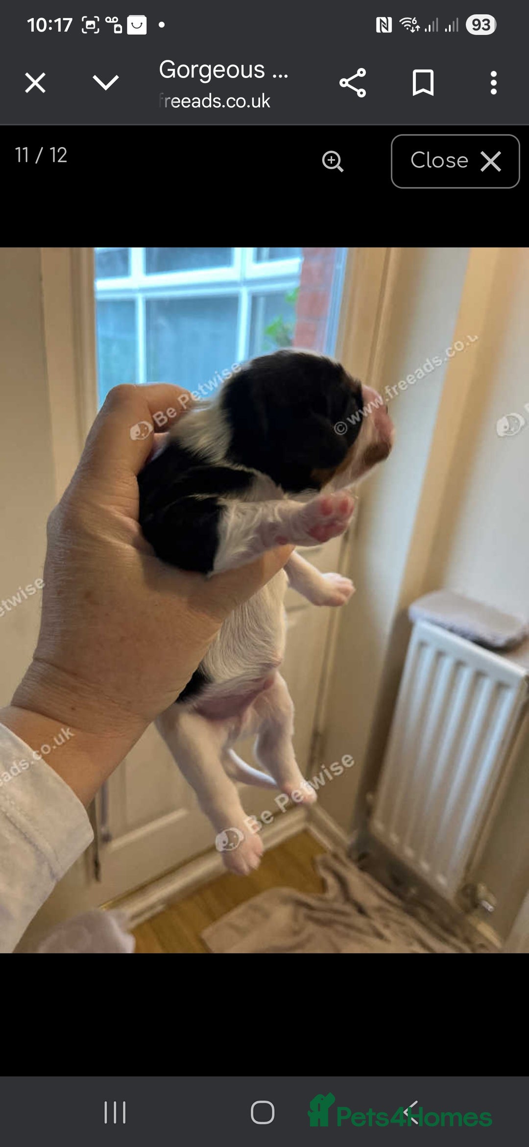 Cavalier King Charles Spaniel dogs for sale: King Charles puppies for sale 3 boys and 2 girls.  - Advert 3