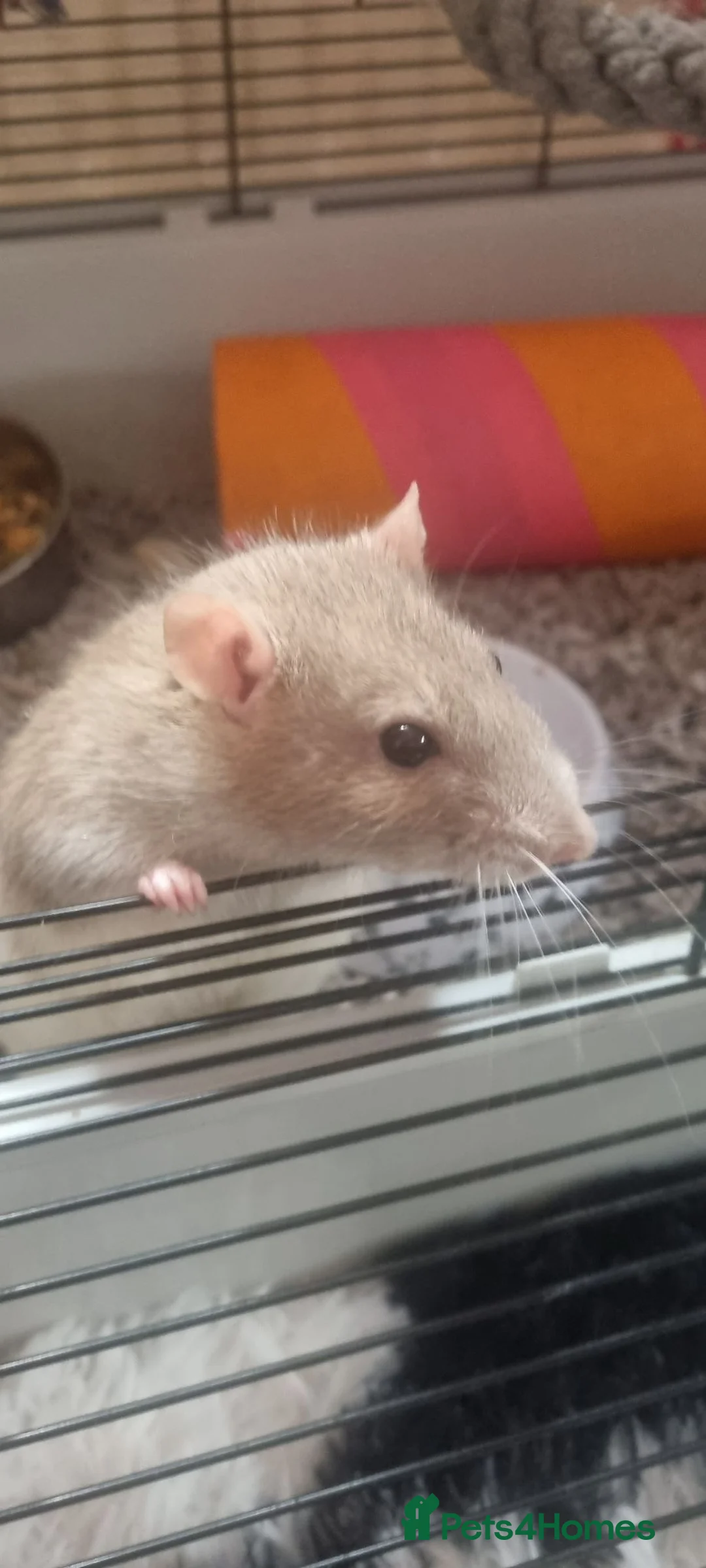 Rat rodents for sale: 2 lovely boys brothers  - Advert 2