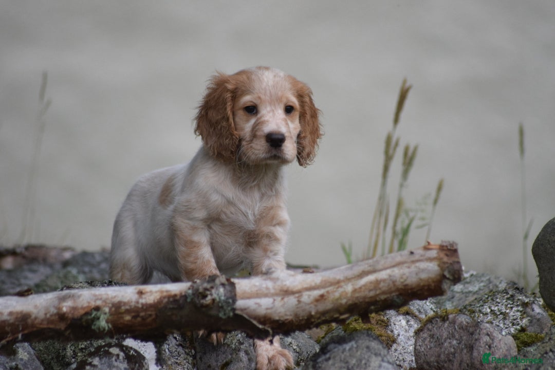 Cocker Spaniel dogs for sale: Cocker spaniel  - Image 23