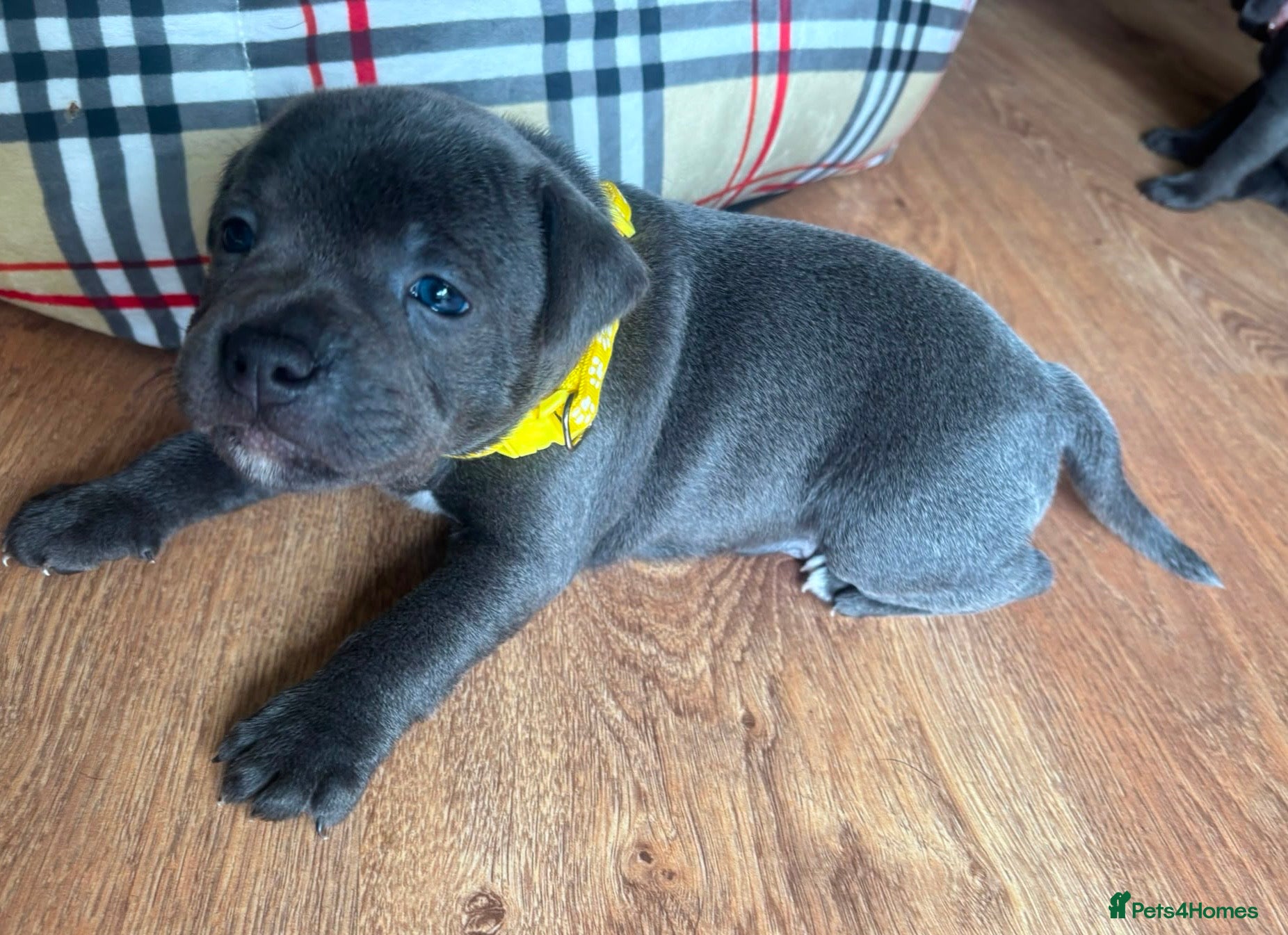 Staffordshire Bull Terrier dogs Stunning KC registered Staffy puppies 💙💙🩷🩷🩷 - Advert 2