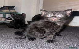 Bengal cats for sale: Bengal cross kittens  - Image 2