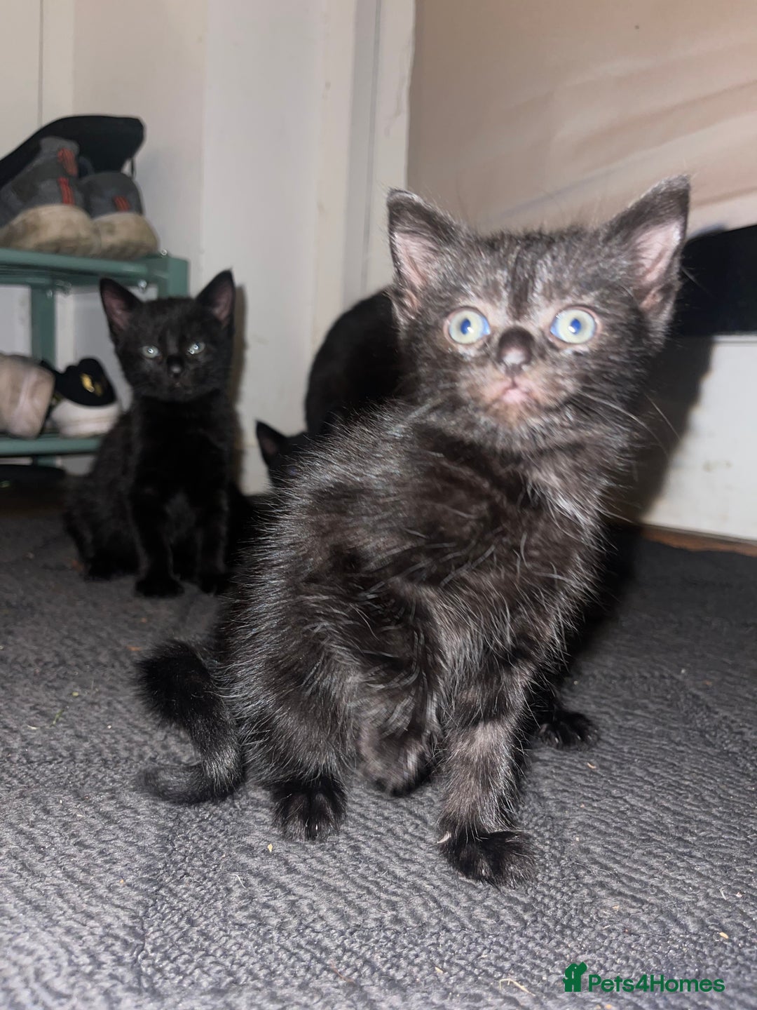 Bengal cats for sale: Bengal cross kittens  - Image 2
