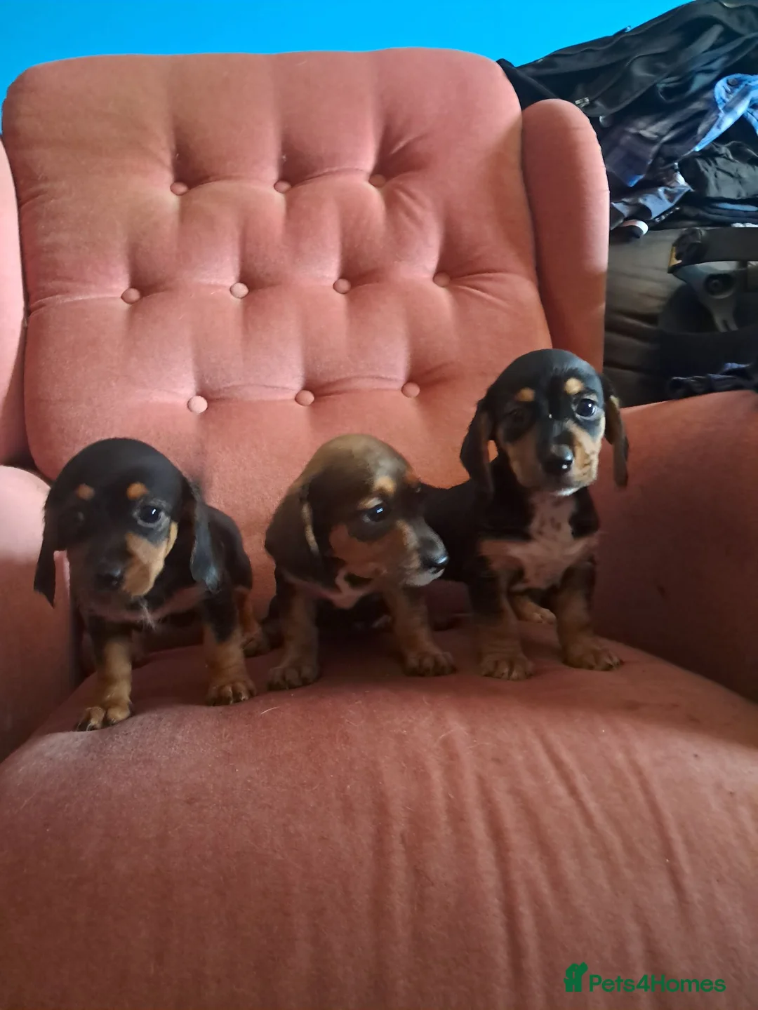Jackshund dogs for sale: Miniature dachshund x miniature jack russell pups - Advert 1