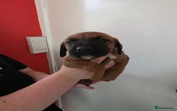 Mixed Breed dogs for sale: Mixded  - Image 2