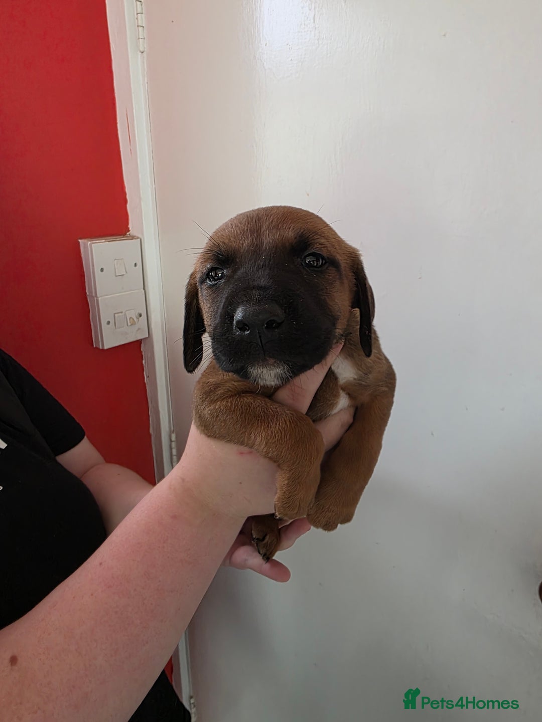 Mixed Breed dogs for sale: Mixded  - Image 2