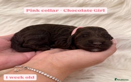 Cockapoo dogs for sale: Extensive DNA Health Tested Cockapoo Puppies 🧬 - Image 4