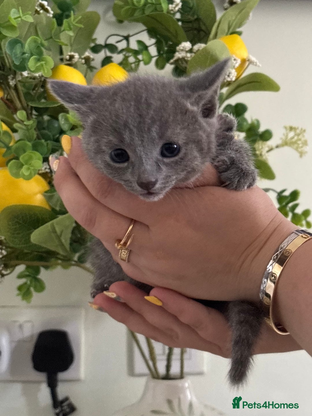 Russian Blue cats for sale: TICA pedigree Russian blue kittens 🐱  - Image 30