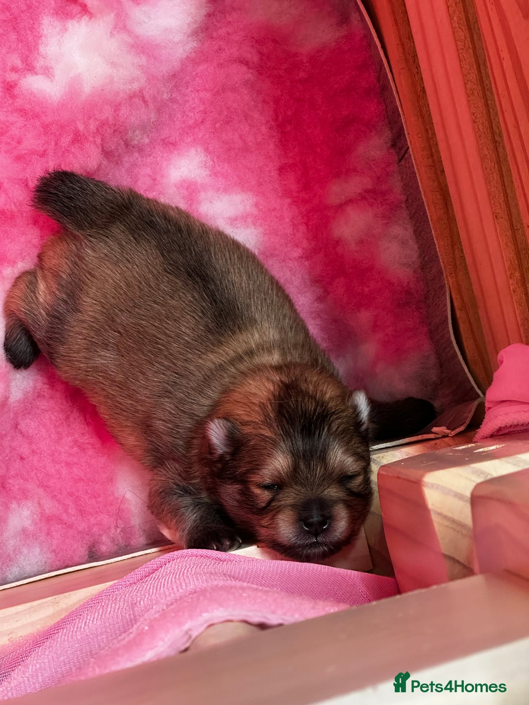 Pomeranian dogs for sale: GORGEOUS POMERANIAN PUPPIES 🐶🐶🐶🐶🐶 - Advert 34