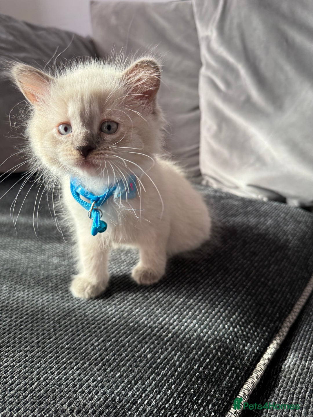 British Shorthair cats for sale: Beautiful BSH 2 male 1 female  - Image 4