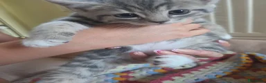 Silver Tabby girl 