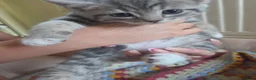 Mixed Breed cats for sale: Adorable Persian cross Tabby kittens  - Advert 14
