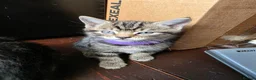 Mixed Breed cats for sale: Three Kittens for sale in London - Advert 4