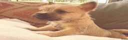 Cairn Terrier dogs for sale: Sweetest Little KC Reg Cairn Terrier Puppies.  - Advert 21